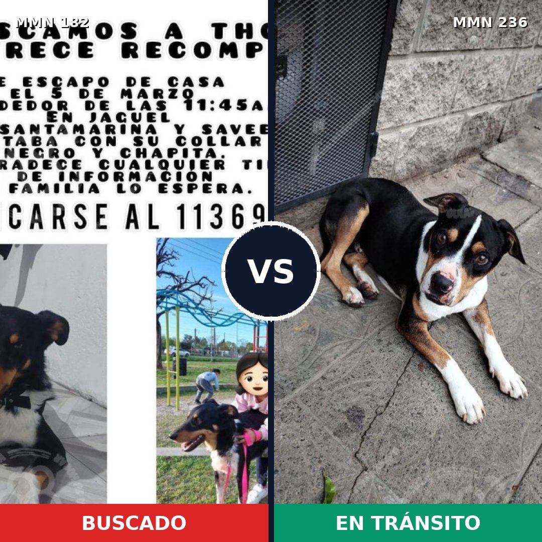 Comparativa MMS 4521: mascota perdida y mascota encontrada, 82% de similitud