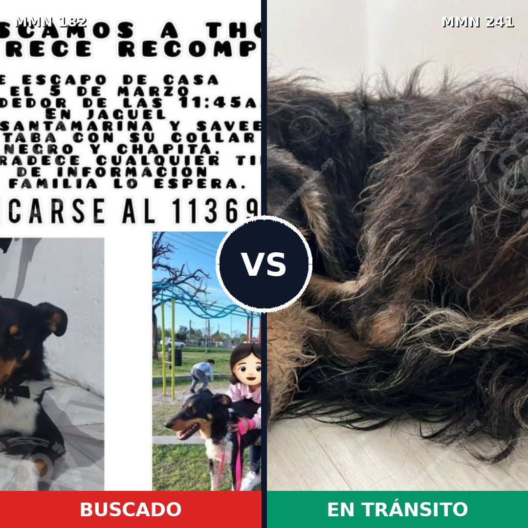 Comparativa MMS 4522: mascota perdida y mascota encontrada, 20% de similitud