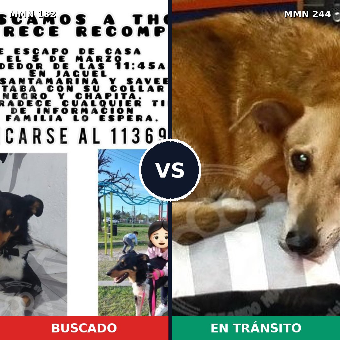 Comparativa MMS 4523: mascota perdida y mascota encontrada, 53% de similitud