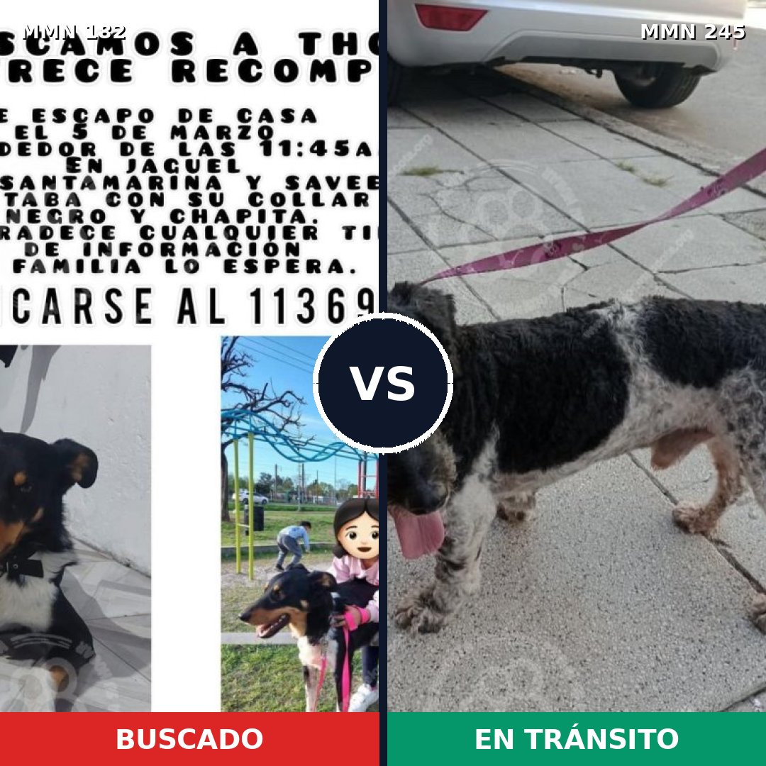 Comparativa MMS 4524: mascota perdida y mascota encontrada, 72% de similitud