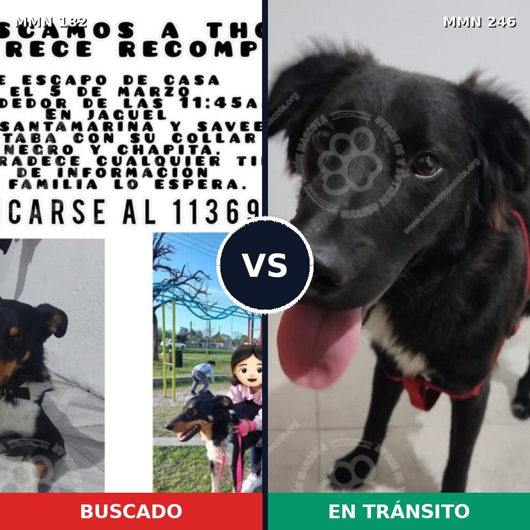 Comparativa MMS 4525: mascota perdida y mascota encontrada, 74% de similitud
