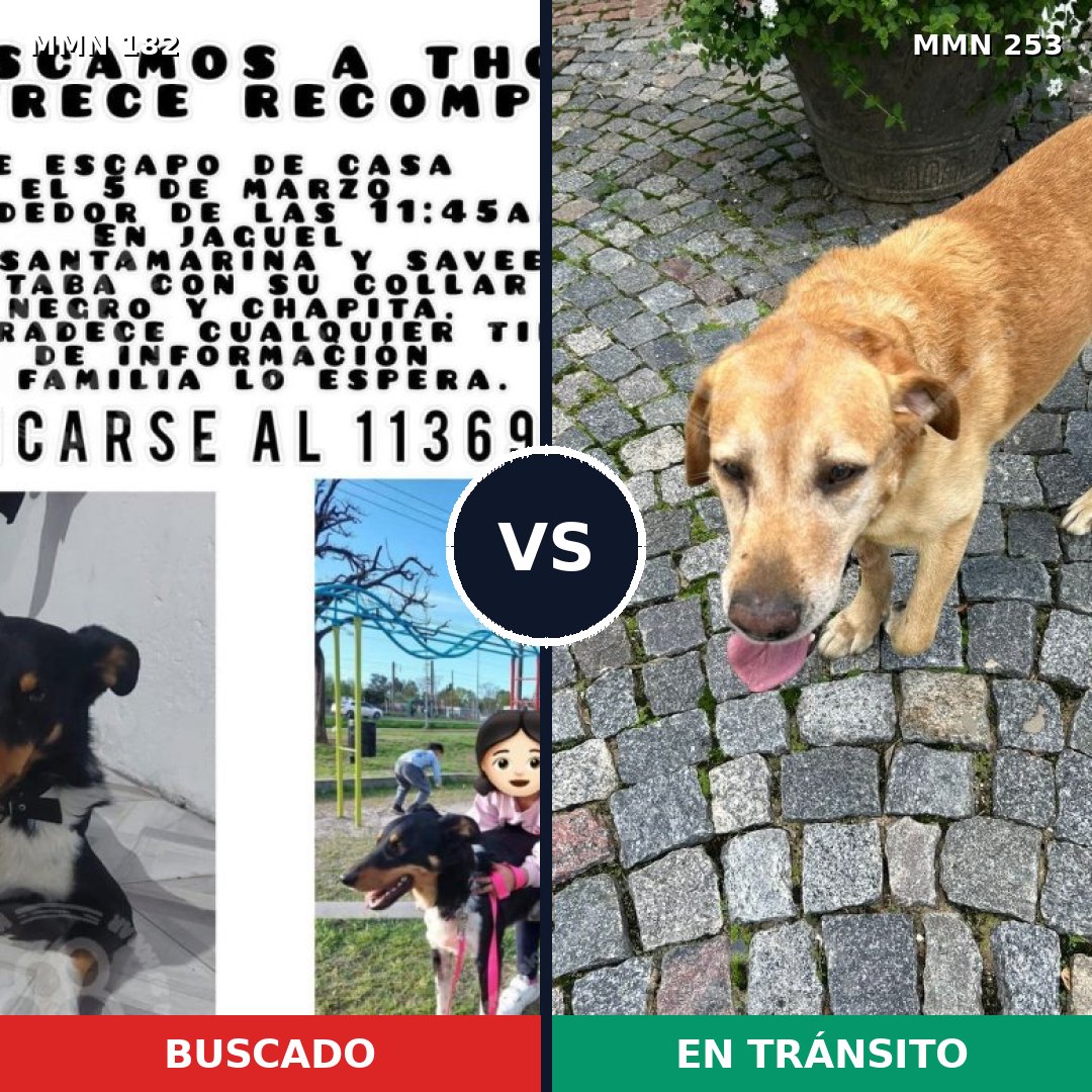 Comparativa MMS 4526: mascota perdida y mascota encontrada, 8% de similitud