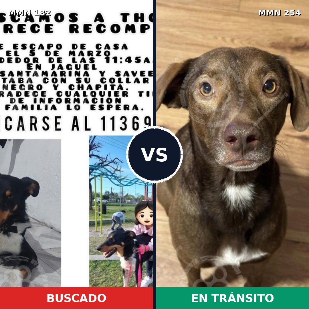 Comparativa MMS 4527: mascota perdida y mascota encontrada, 57% de similitud