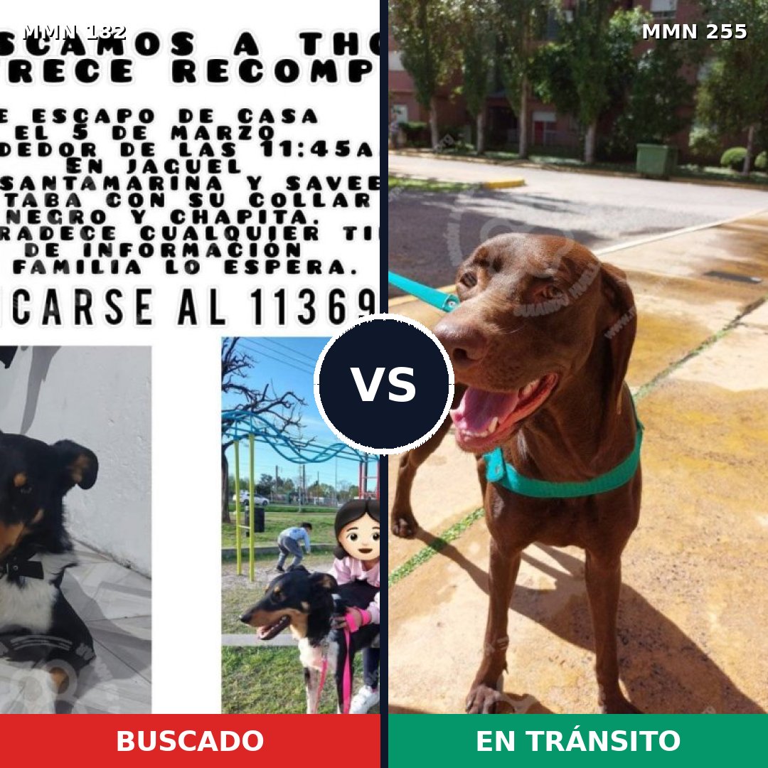 Comparativa MMS 4528: mascota perdida y mascota encontrada, 4% de similitud