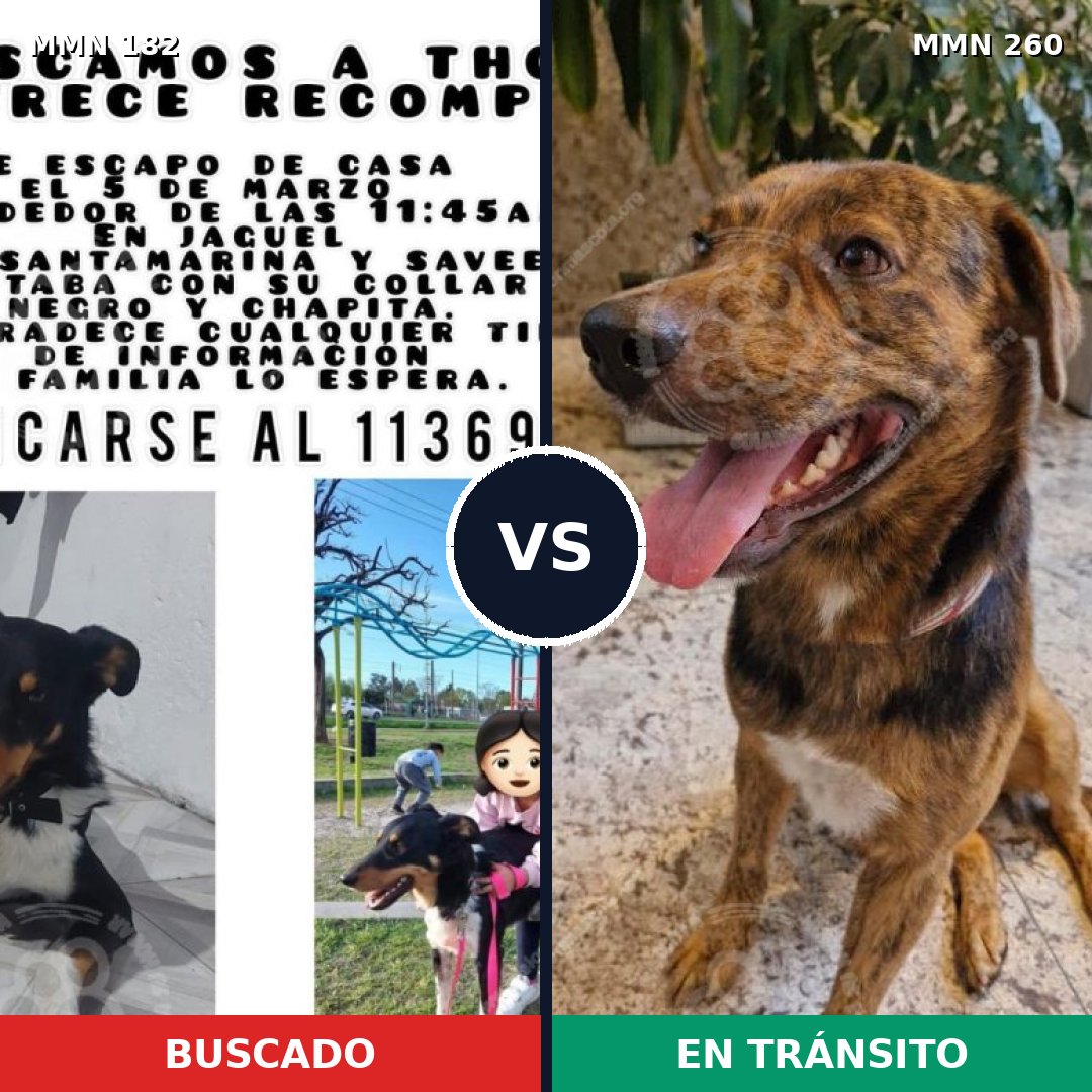 Comparativa MMS 4529: mascota perdida y mascota encontrada, 20% de similitud