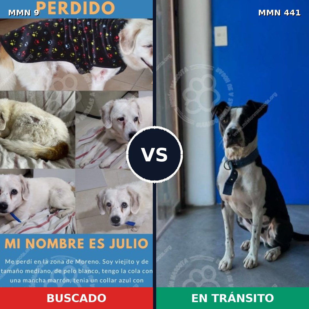 Comparativa MMS 453: mascota perdida y mascota encontrada, 69% de similitud
