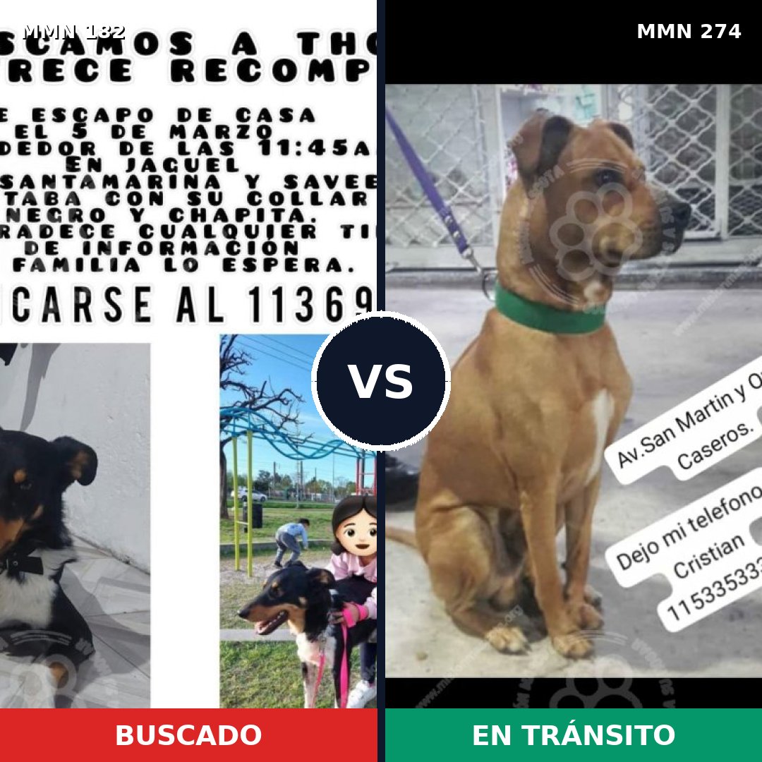 Comparativa MMS 4531: mascota perdida y mascota encontrada, 62% de similitud