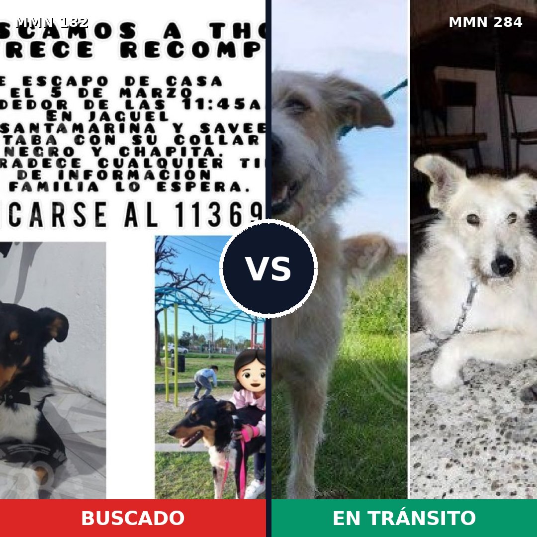Comparativa MMS 4532: mascota perdida y mascota encontrada, 54% de similitud