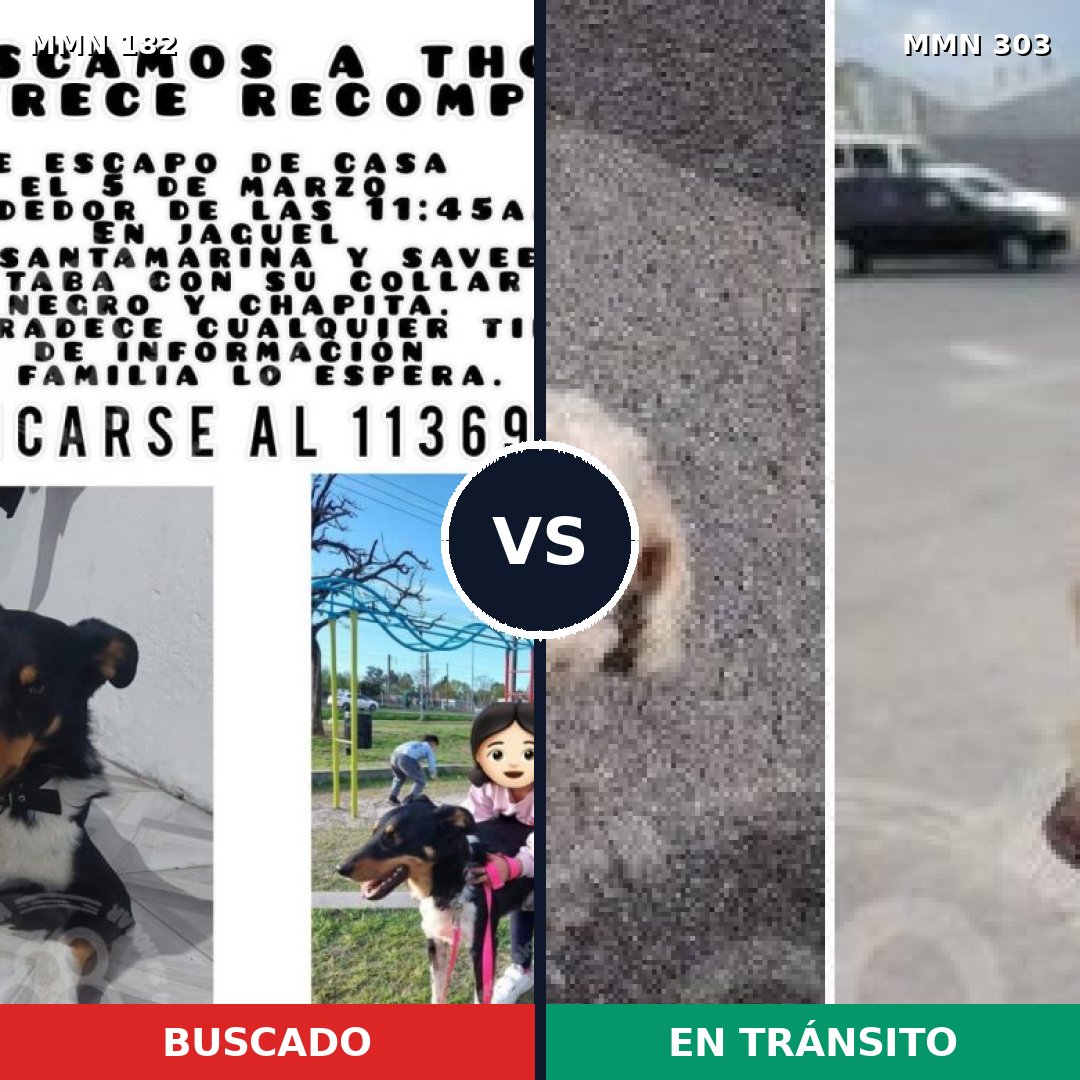 Comparativa MMS 4533: mascota perdida y mascota encontrada, 22% de similitud