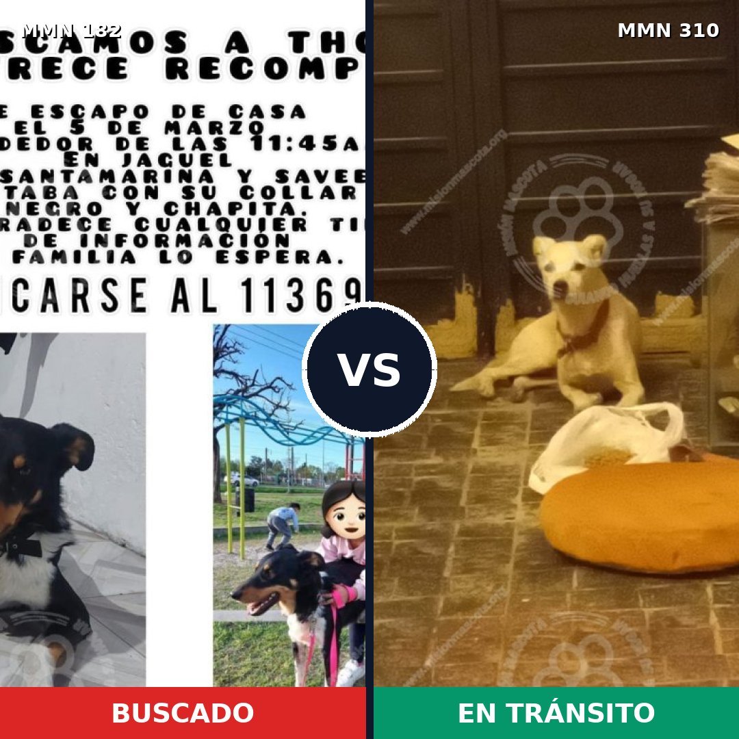 Comparativa MMS 4534: mascota perdida y mascota encontrada, 62% de similitud