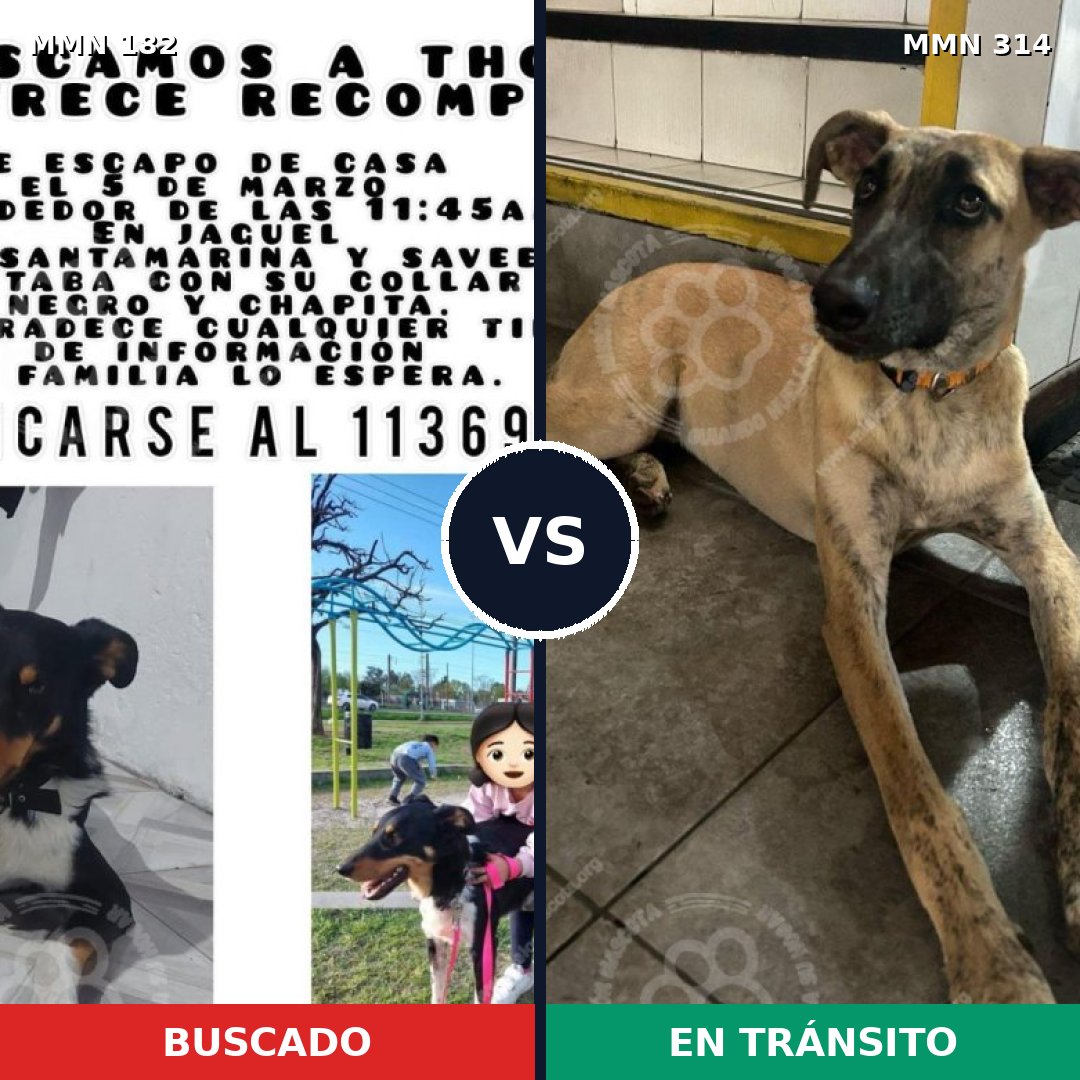 Comparativa MMS 4535: mascota perdida y mascota encontrada, 8% de similitud