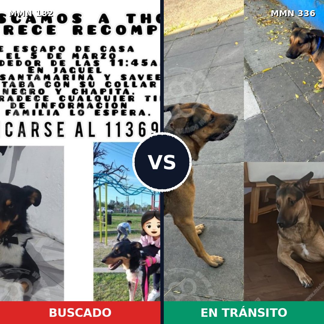 Comparativa MMS 4536: mascota perdida y mascota encontrada, 61% de similitud