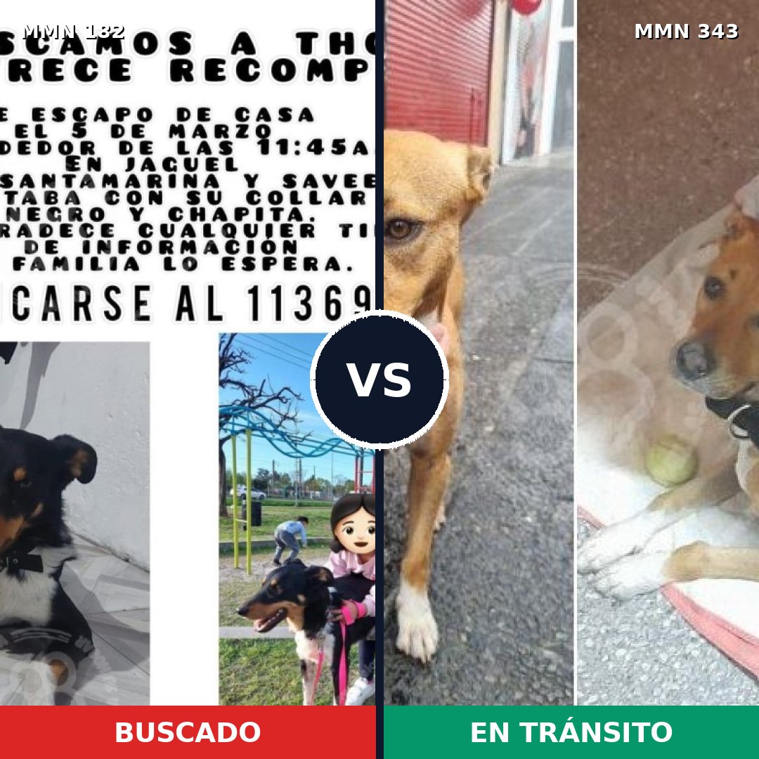 Comparativa MMS 4537: mascota perdida y mascota encontrada, 61% de similitud