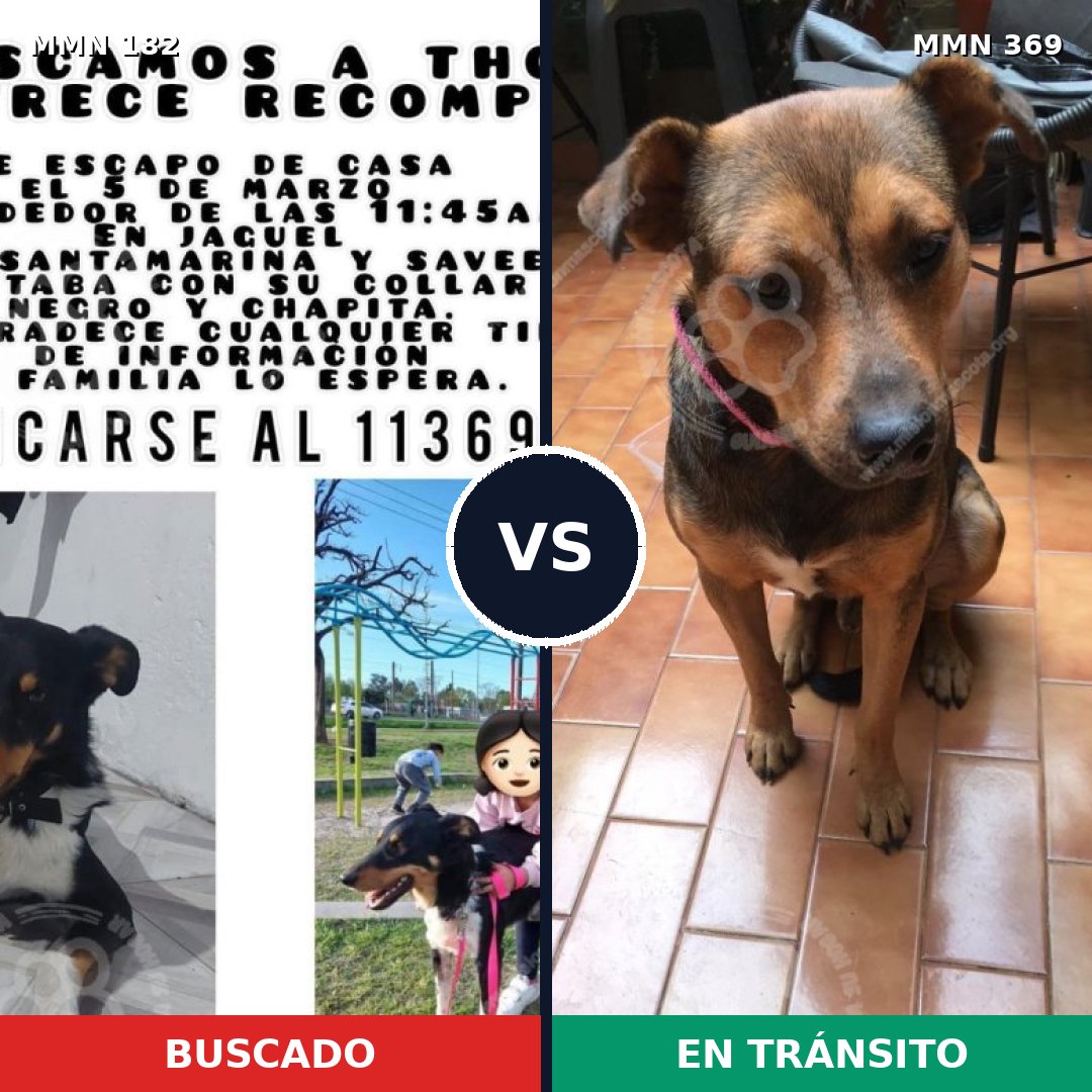 Comparativa MMS 4538: mascota perdida y mascota encontrada, 62% de similitud