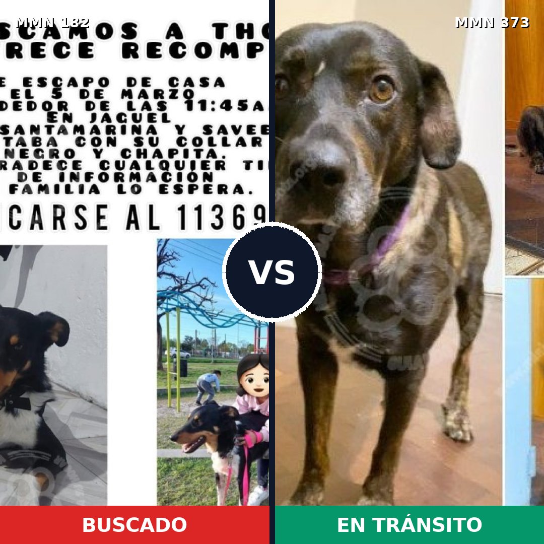 Comparativa MMS 4539: mascota perdida y mascota encontrada, 47% de similitud