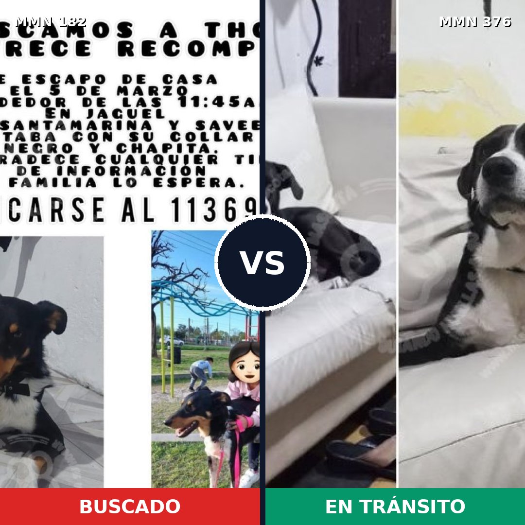Comparativa MMS 4540: mascota perdida y mascota encontrada, 74% de similitud