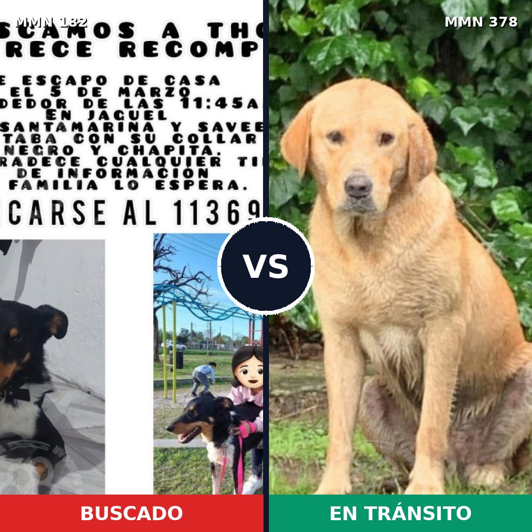 Comparativa MMS 4541: mascota perdida y mascota encontrada, 12% de similitud