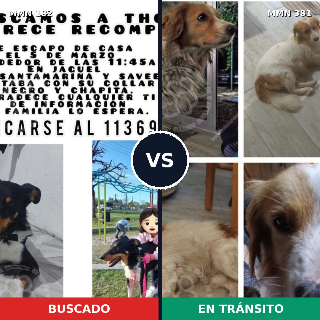 Comparativa MMS 4542: mascota perdida y mascota encontrada, 62% de similitud