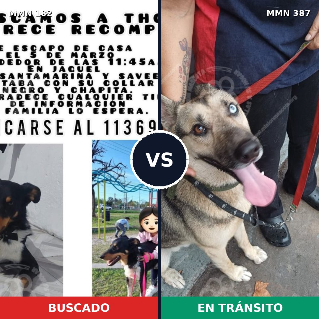 Comparativa MMS 4543: mascota perdida y mascota encontrada, 48% de similitud