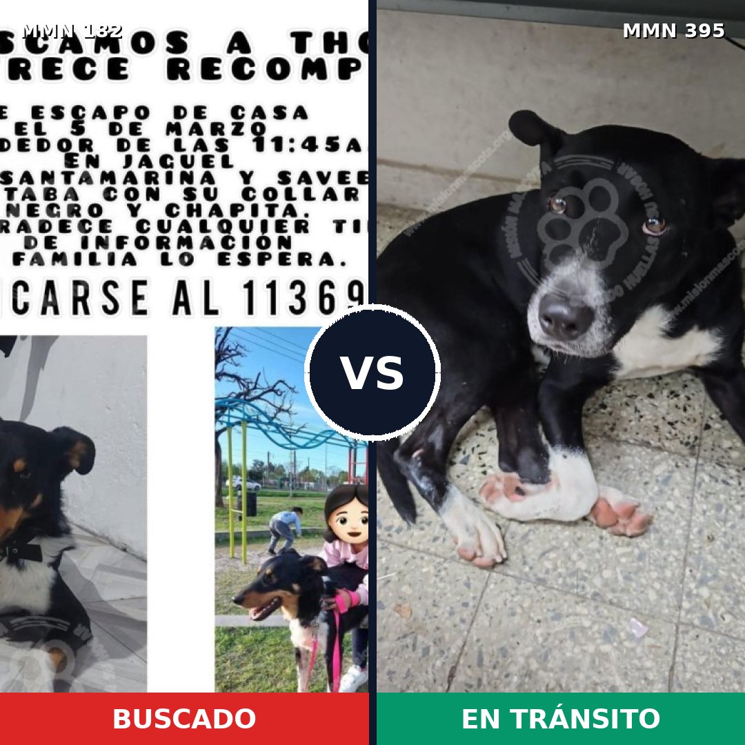 Comparativa MMS 4544: mascota perdida y mascota encontrada, 71% de similitud