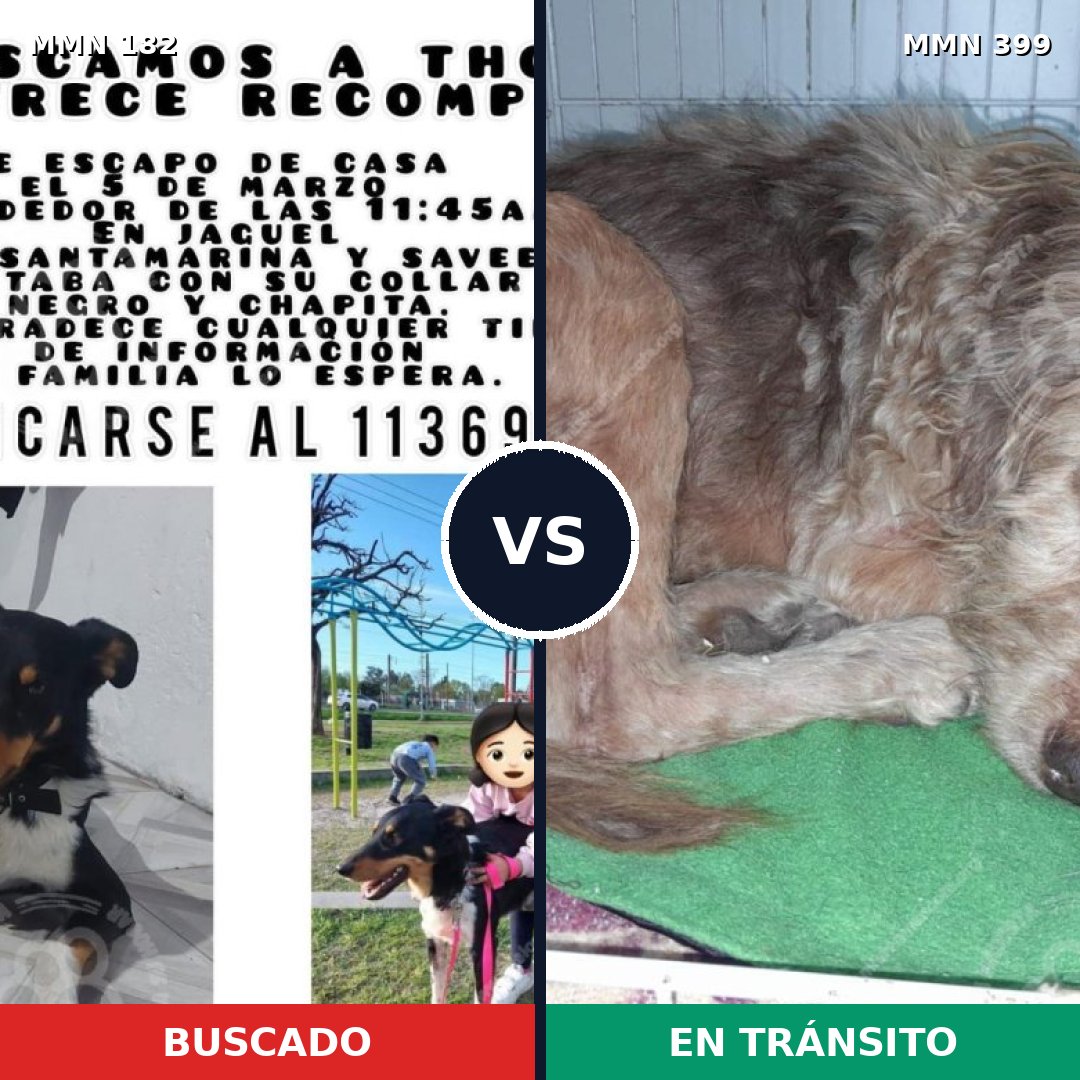 Comparativa MMS 4545: mascota perdida y mascota encontrada, 61% de similitud