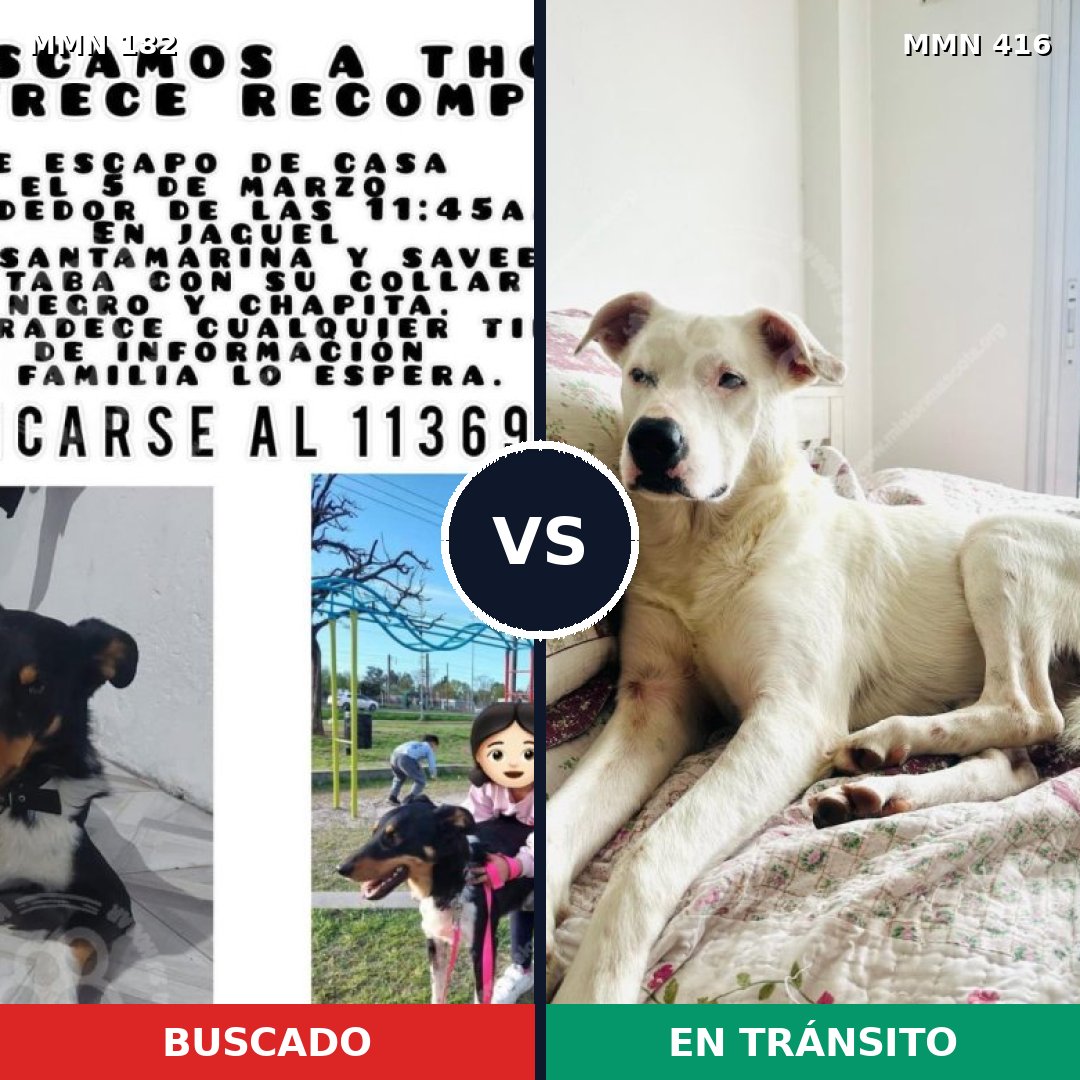 Comparativa MMS 4546: mascota perdida y mascota encontrada, 33% de similitud