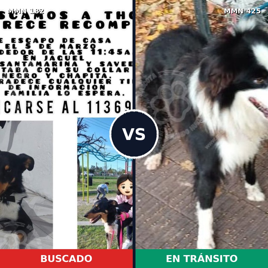 Comparativa MMS 4548: mascota perdida y mascota encontrada, 32% de similitud