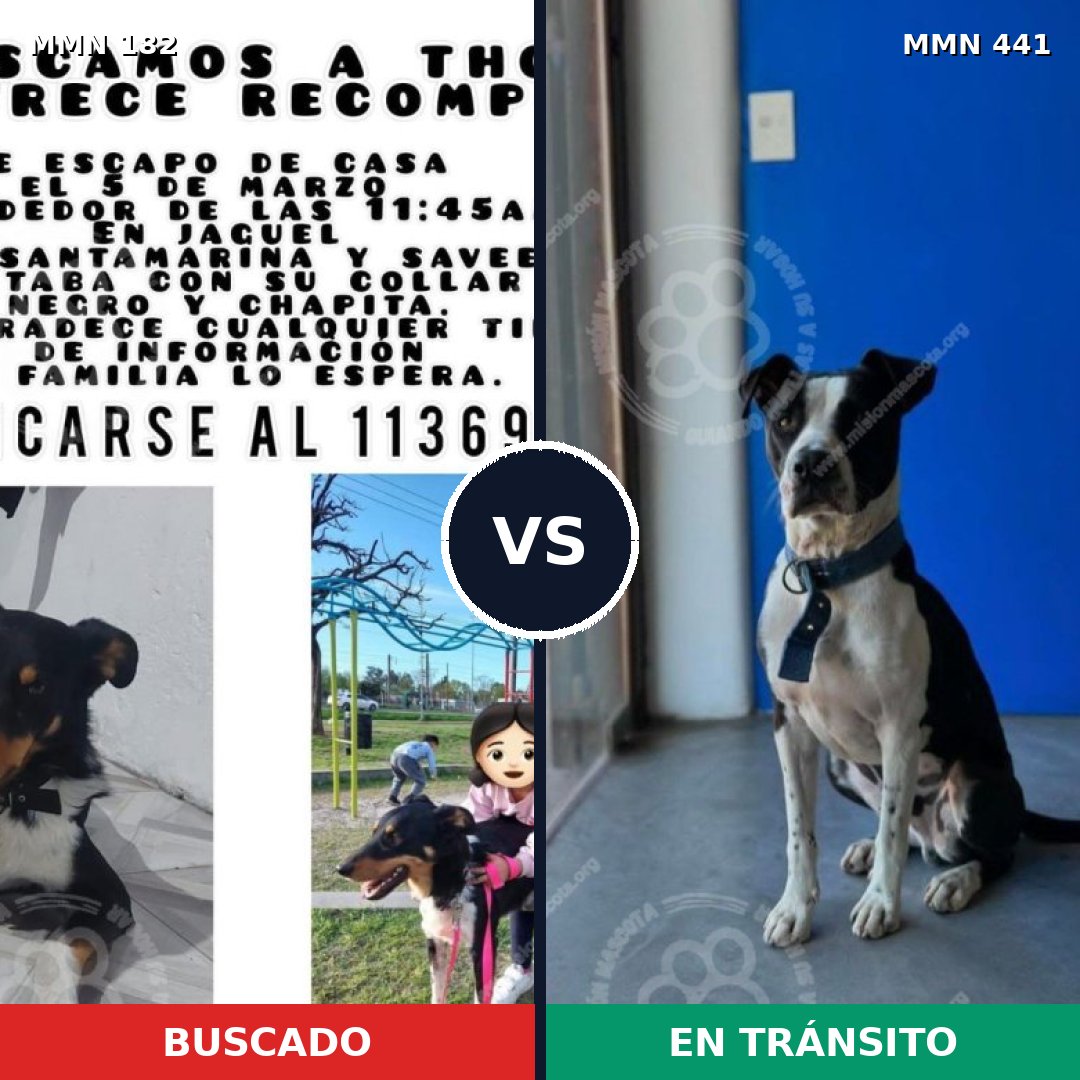 Comparativa MMS 4549: mascota perdida y mascota encontrada, 32% de similitud