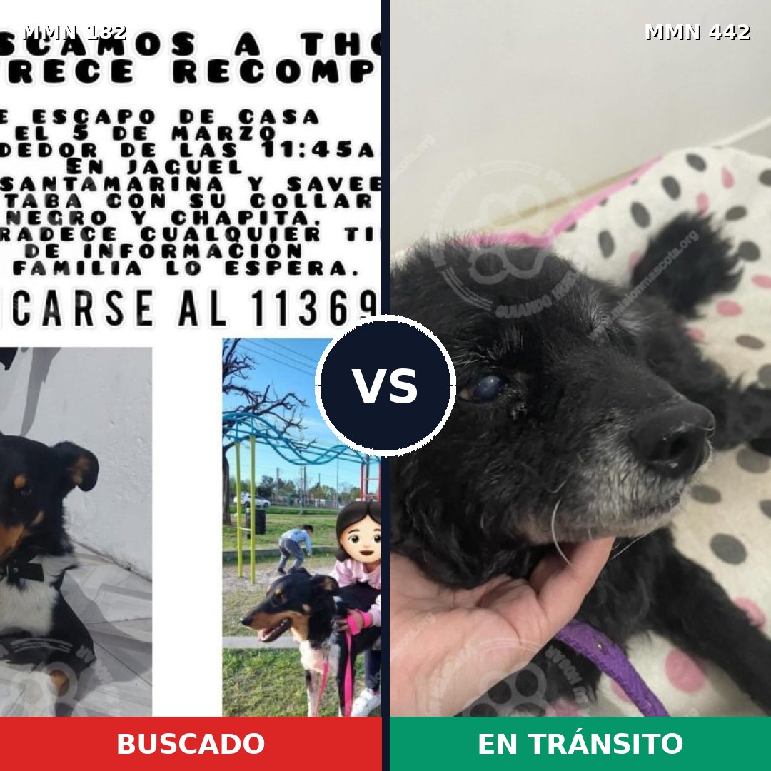 Comparativa MMS 4550: mascota perdida y mascota encontrada, 68% de similitud