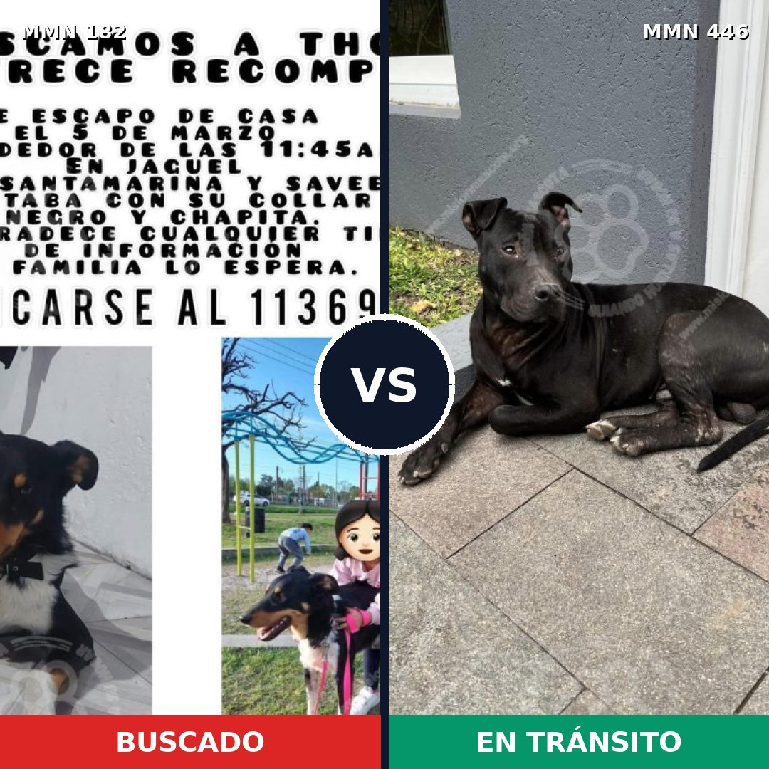 Comparativa MMS 4551: mascota perdida y mascota encontrada, 70% de similitud