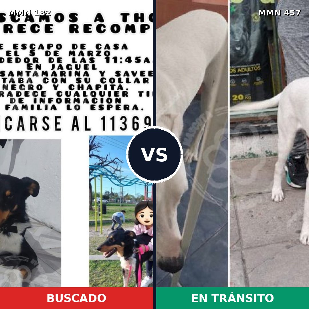 Comparativa MMS 4552: mascota perdida y mascota encontrada, 61% de similitud