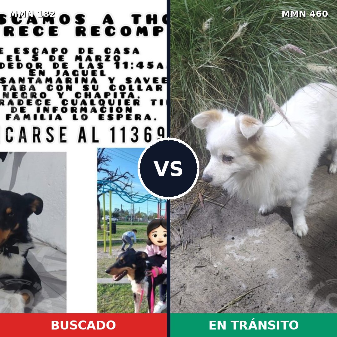 Comparativa MMS 4553: mascota perdida y mascota encontrada, 32% de similitud