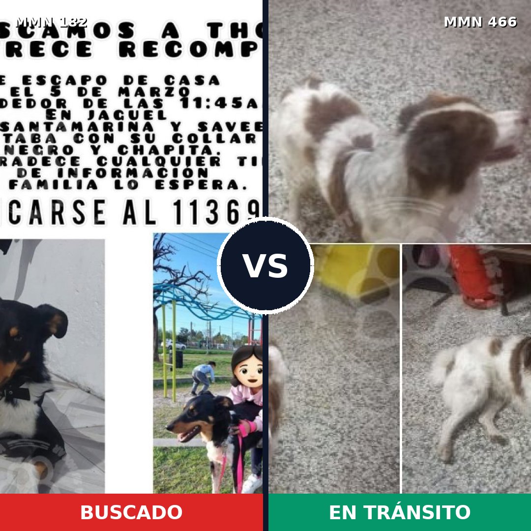 Comparativa MMS 4554: mascota perdida y mascota encontrada, 63% de similitud