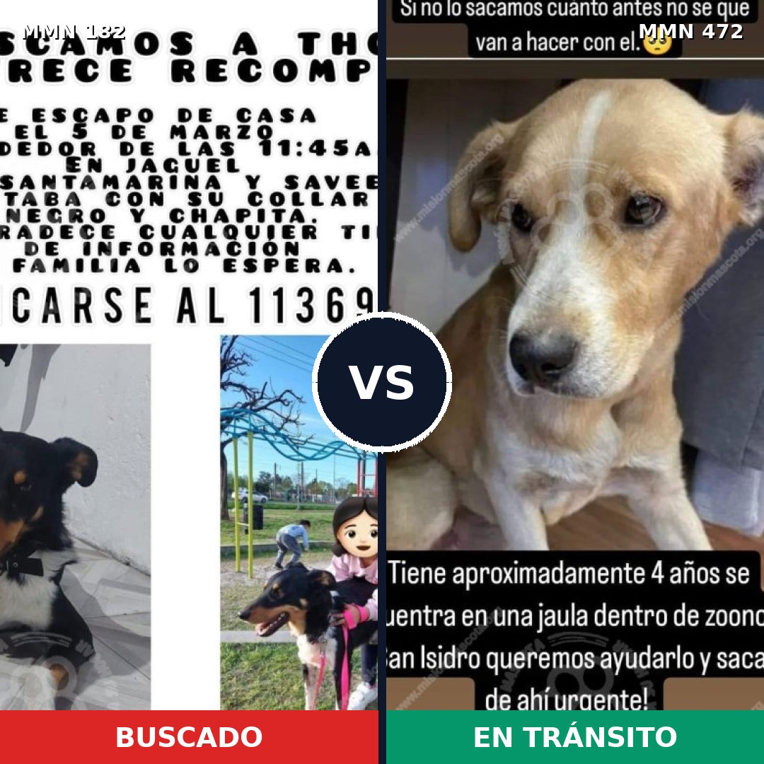 Comparativa MMS 4555: mascota perdida y mascota encontrada, 61% de similitud