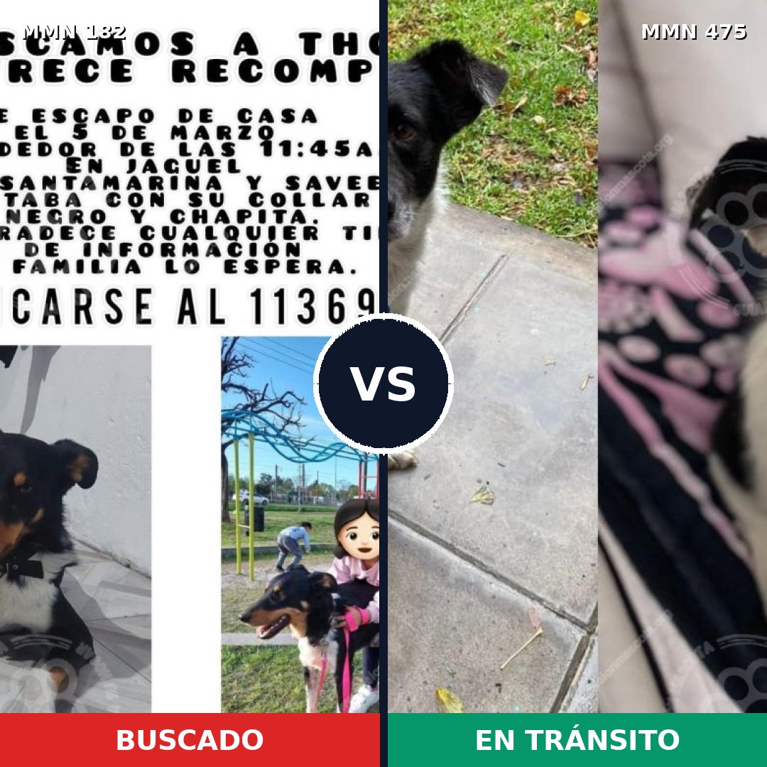 Comparativa MMS 4556: mascota perdida y mascota encontrada, 70% de similitud