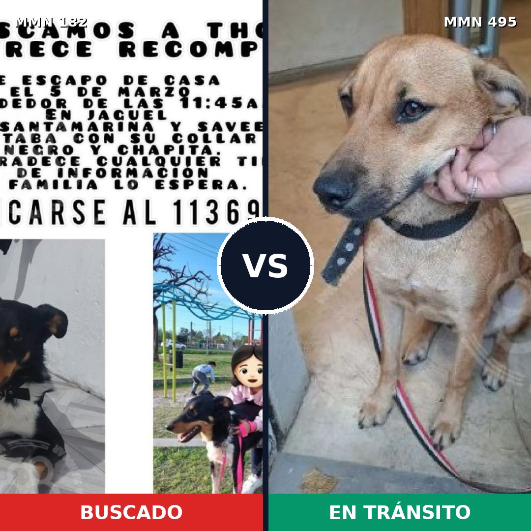 Comparativa MMS 4558: mascota perdida y mascota encontrada, 49% de similitud
