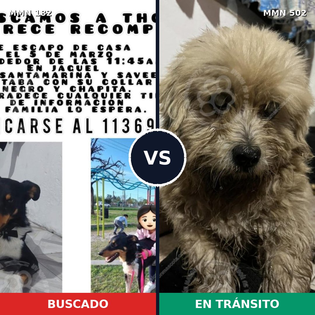 Comparativa MMS 4559: mascota perdida y mascota encontrada, 10% de similitud