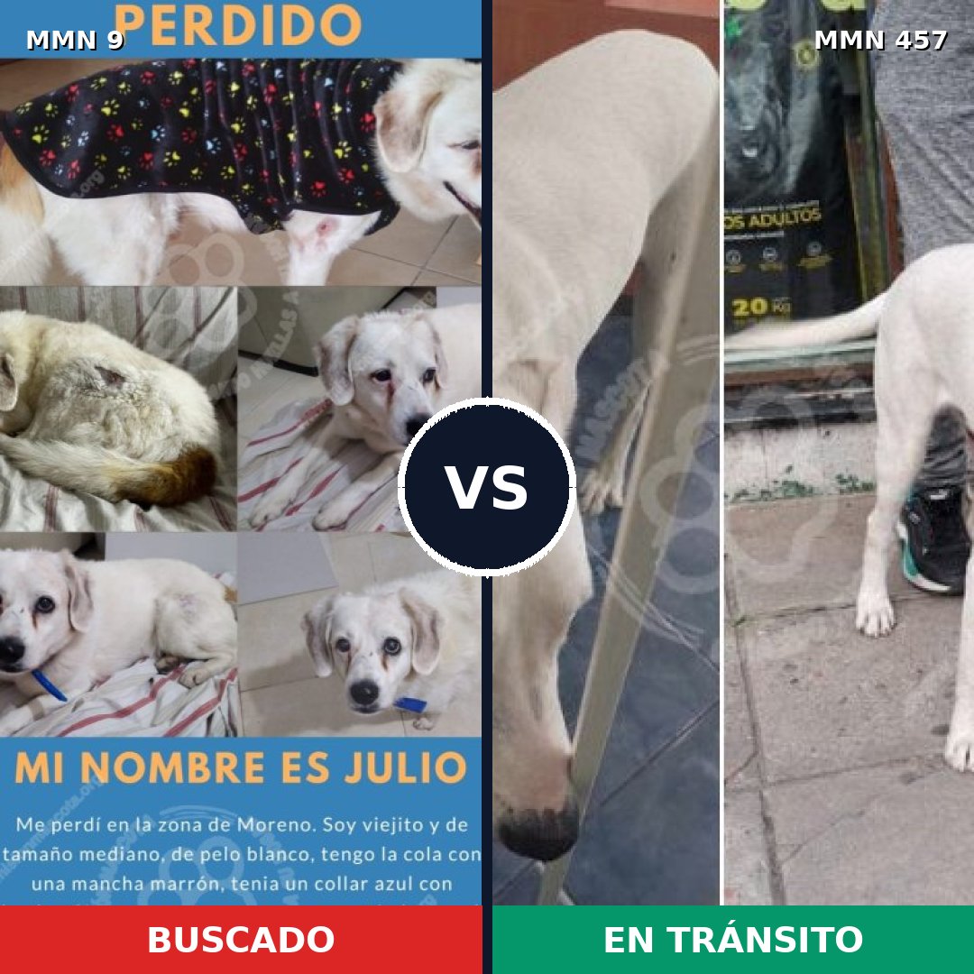 Comparativa MMS 456: mascota perdida y mascota encontrada, 85% de similitud