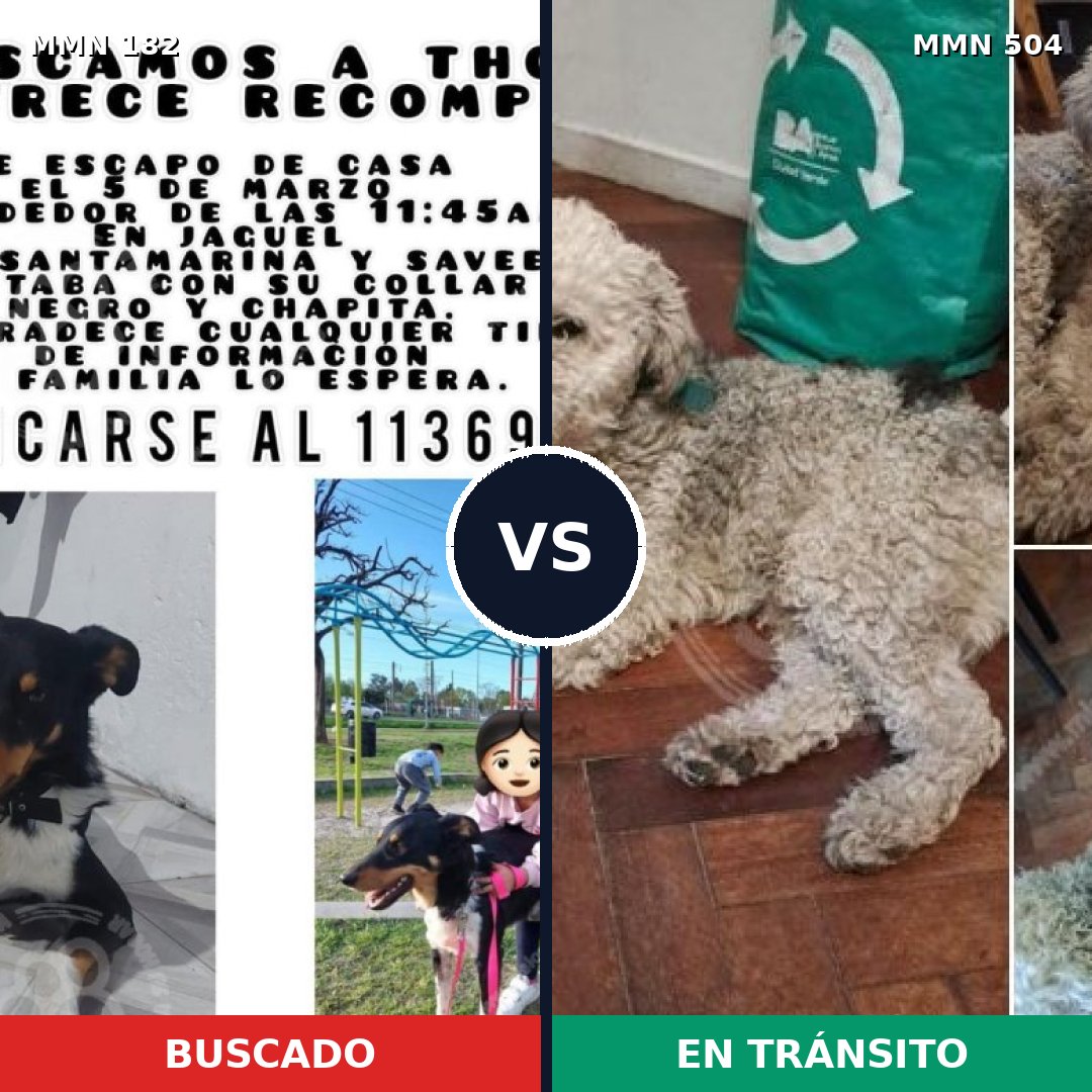 Comparativa MMS 4560: mascota perdida y mascota encontrada, 61% de similitud
