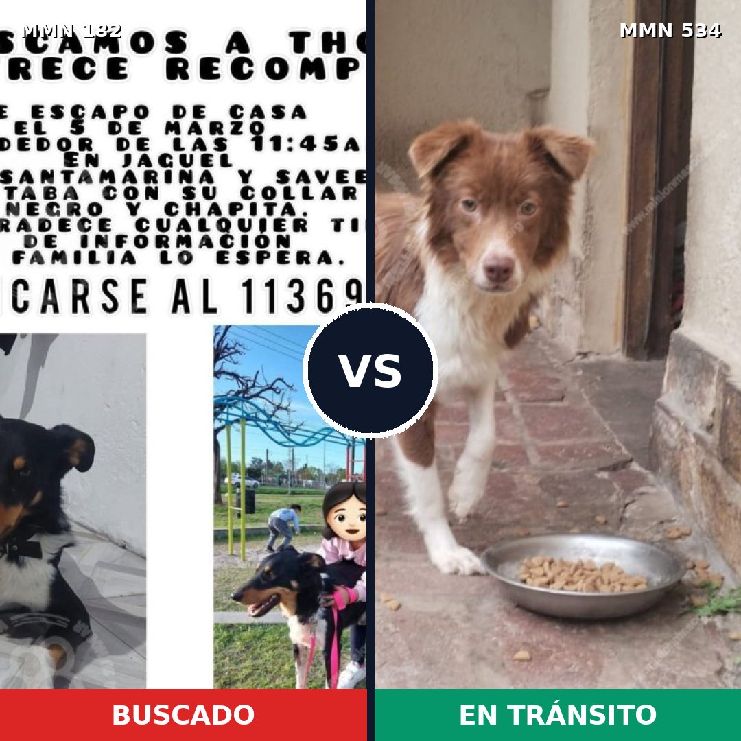 Comparativa MMS 4562: mascota perdida y mascota encontrada, 48% de similitud