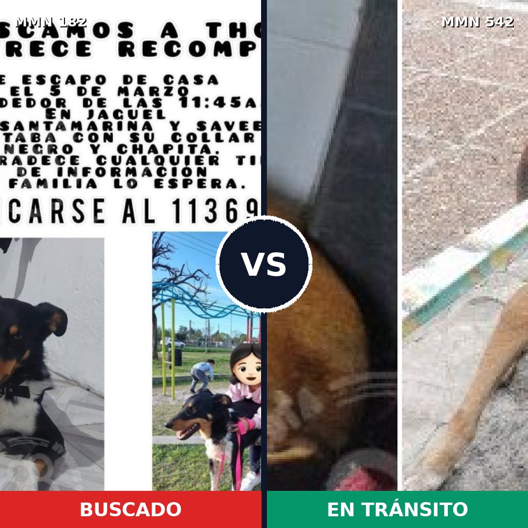 Comparativa MMS 4563: mascota perdida y mascota encontrada, 22% de similitud