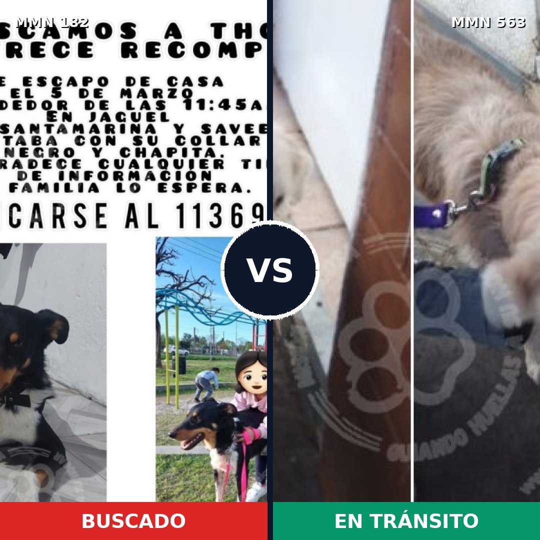Comparativa MMS 4565: mascota perdida y mascota encontrada, 53% de similitud