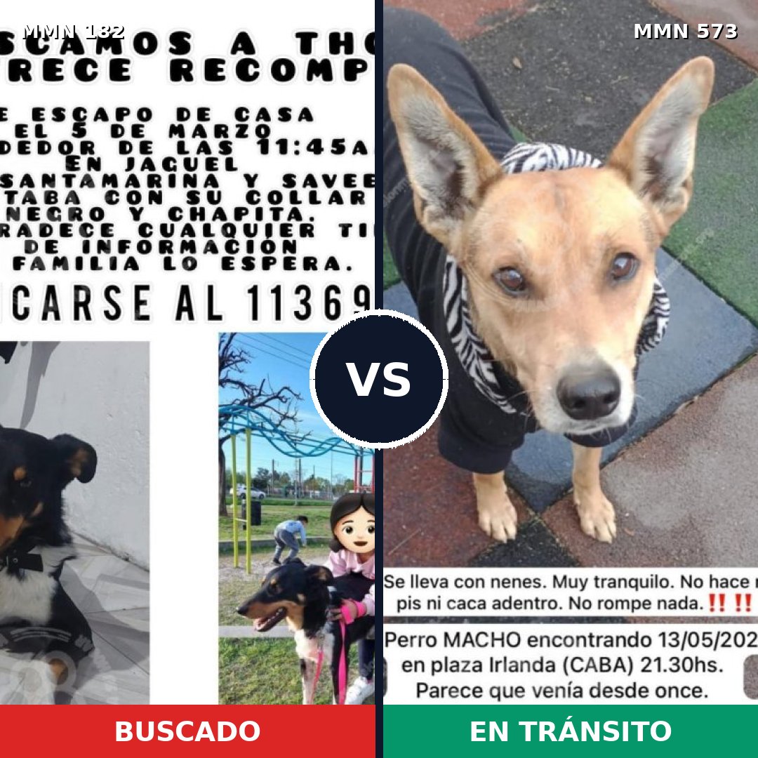 Comparativa MMS 4566: mascota perdida y mascota encontrada, 61% de similitud