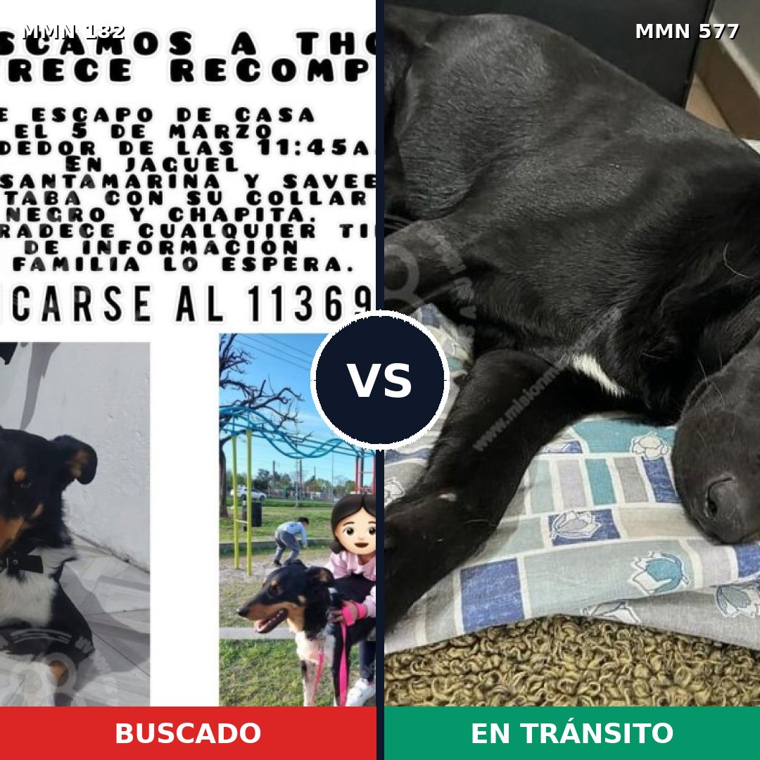 Comparativa MMS 4567: mascota perdida y mascota encontrada, 67% de similitud