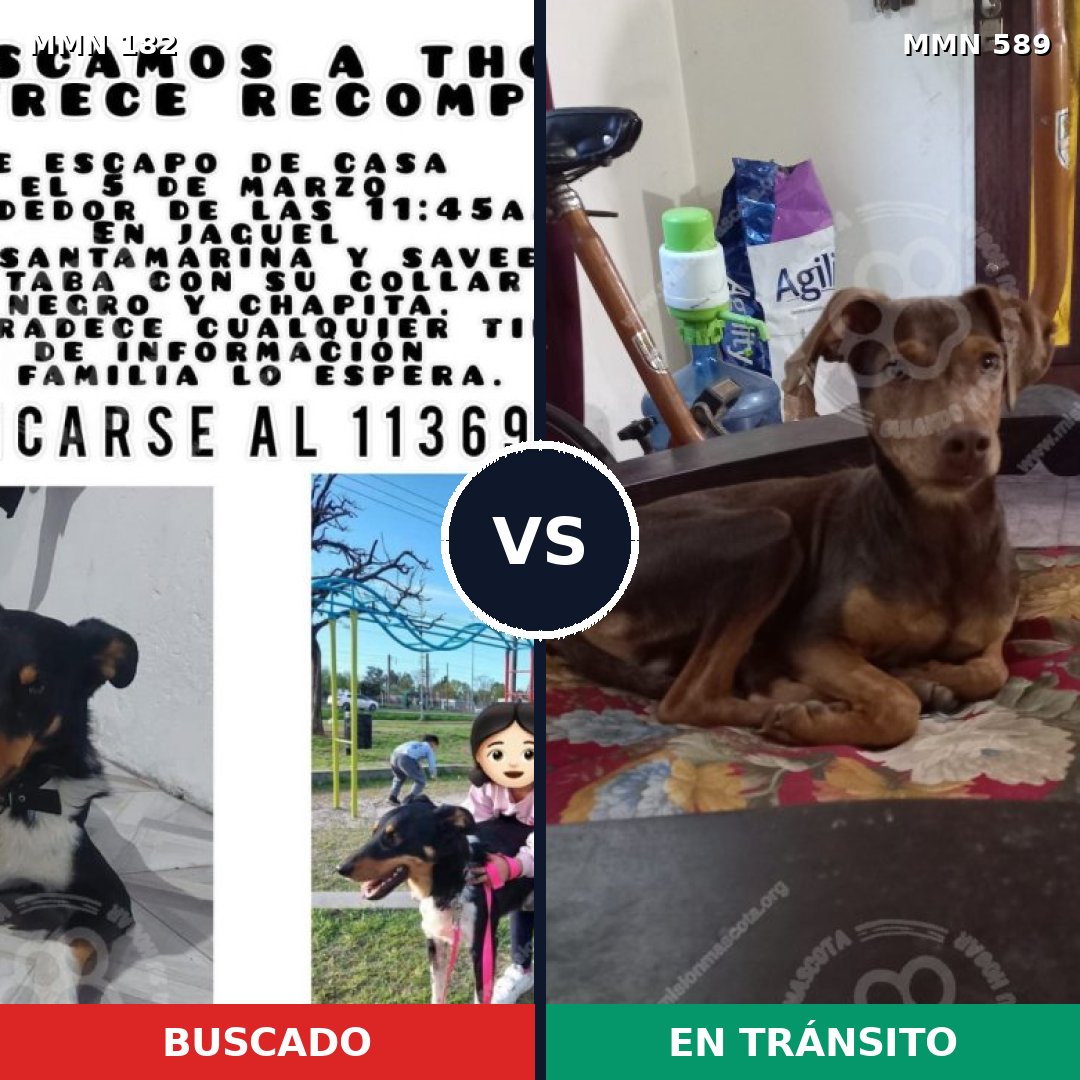 Comparativa MMS 4569: mascota perdida y mascota encontrada, 4% de similitud