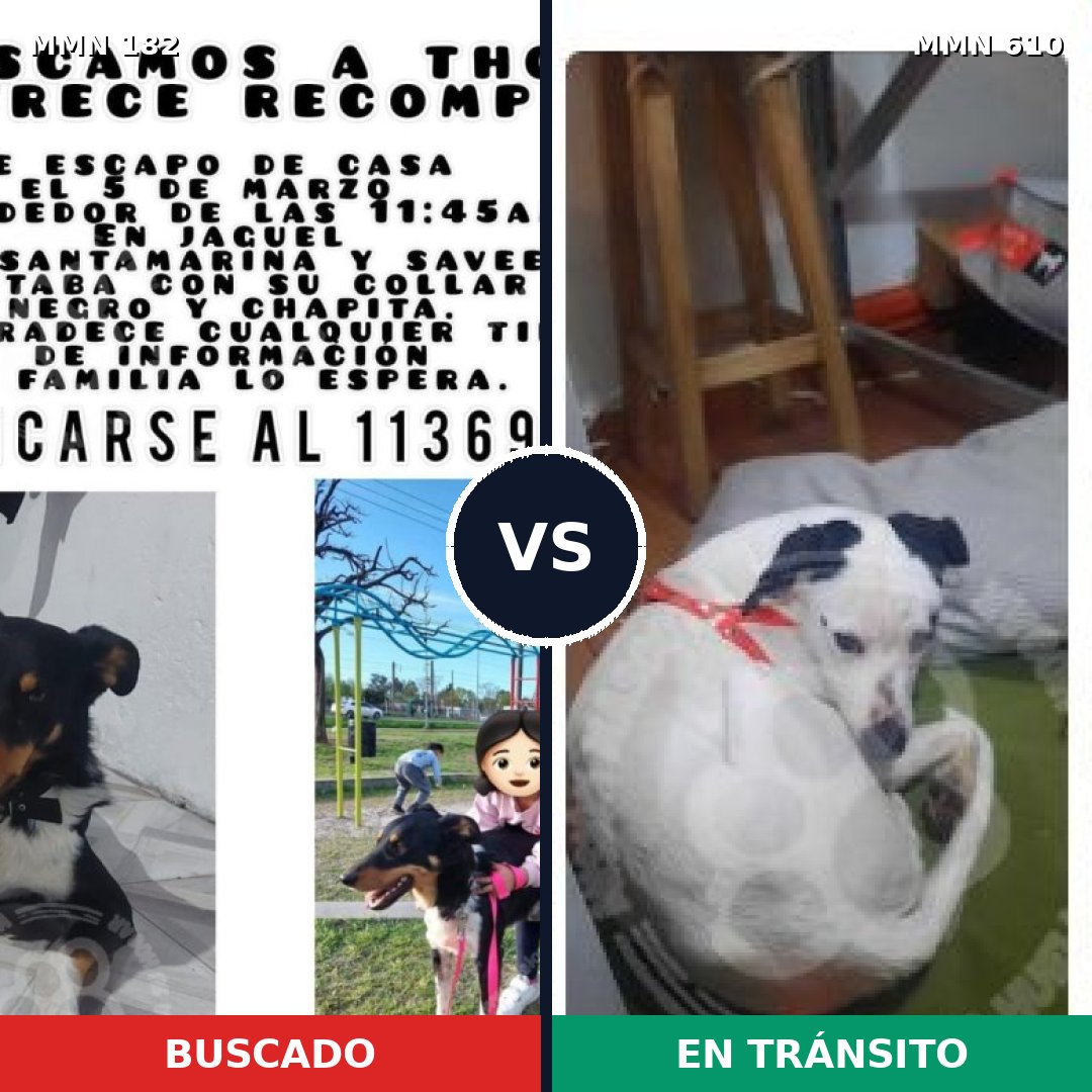 Comparativa MMS 4570: mascota perdida y mascota encontrada, 71% de similitud
