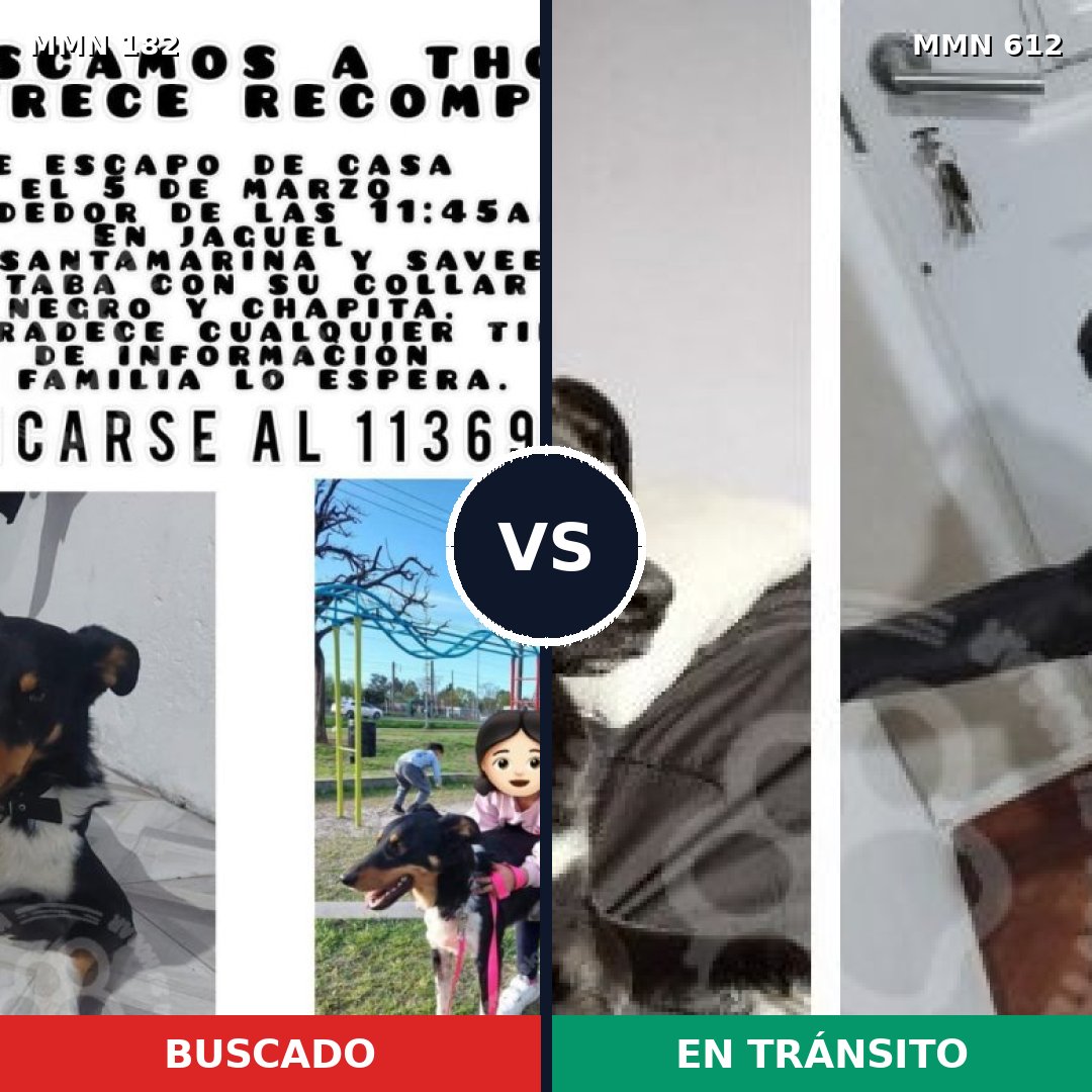 Comparativa MMS 4571: mascota perdida y mascota encontrada, 67% de similitud