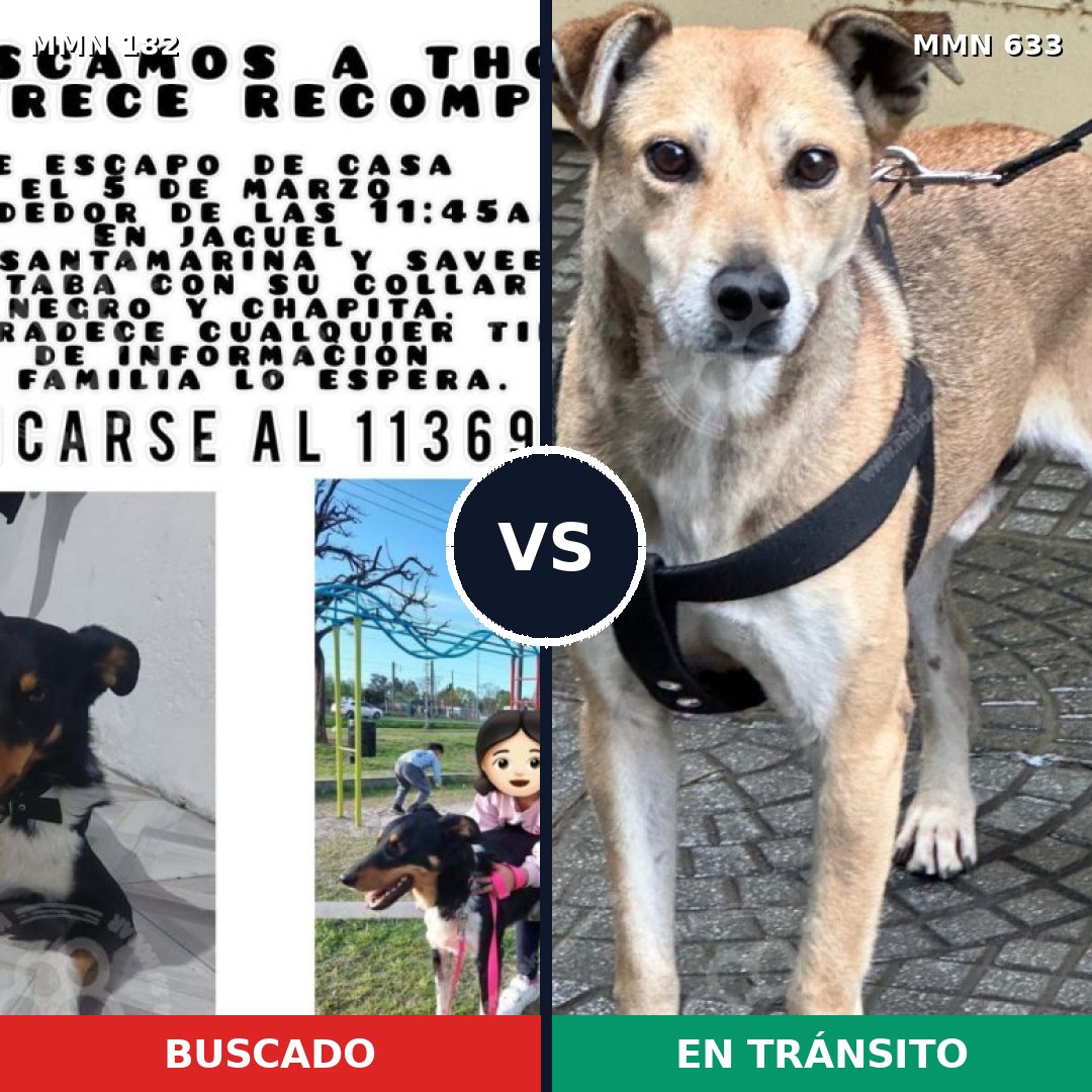 Comparativa MMS 4572: mascota perdida y mascota encontrada, 72% de similitud