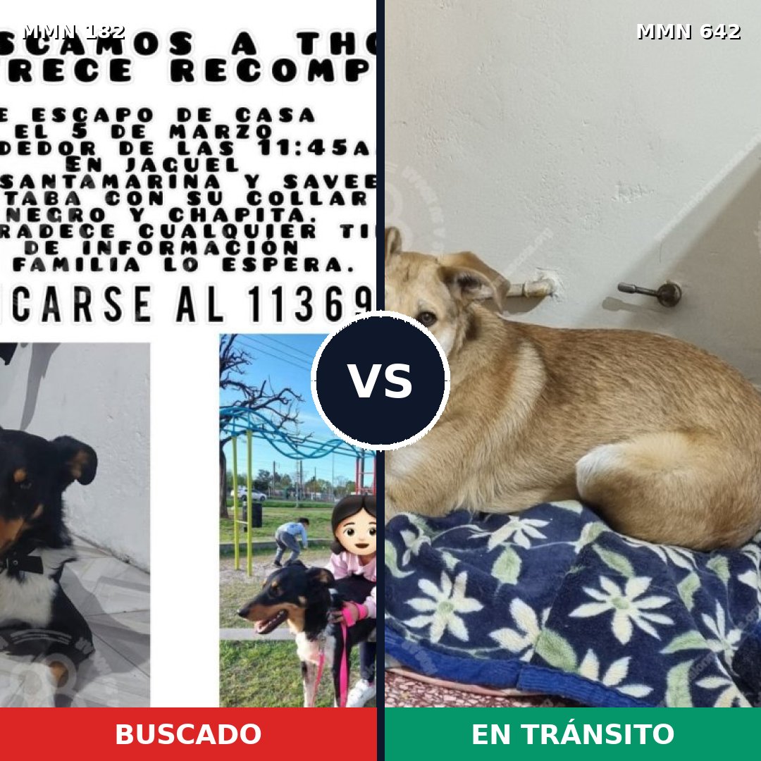 Comparativa MMS 4573: mascota perdida y mascota encontrada, 7% de similitud