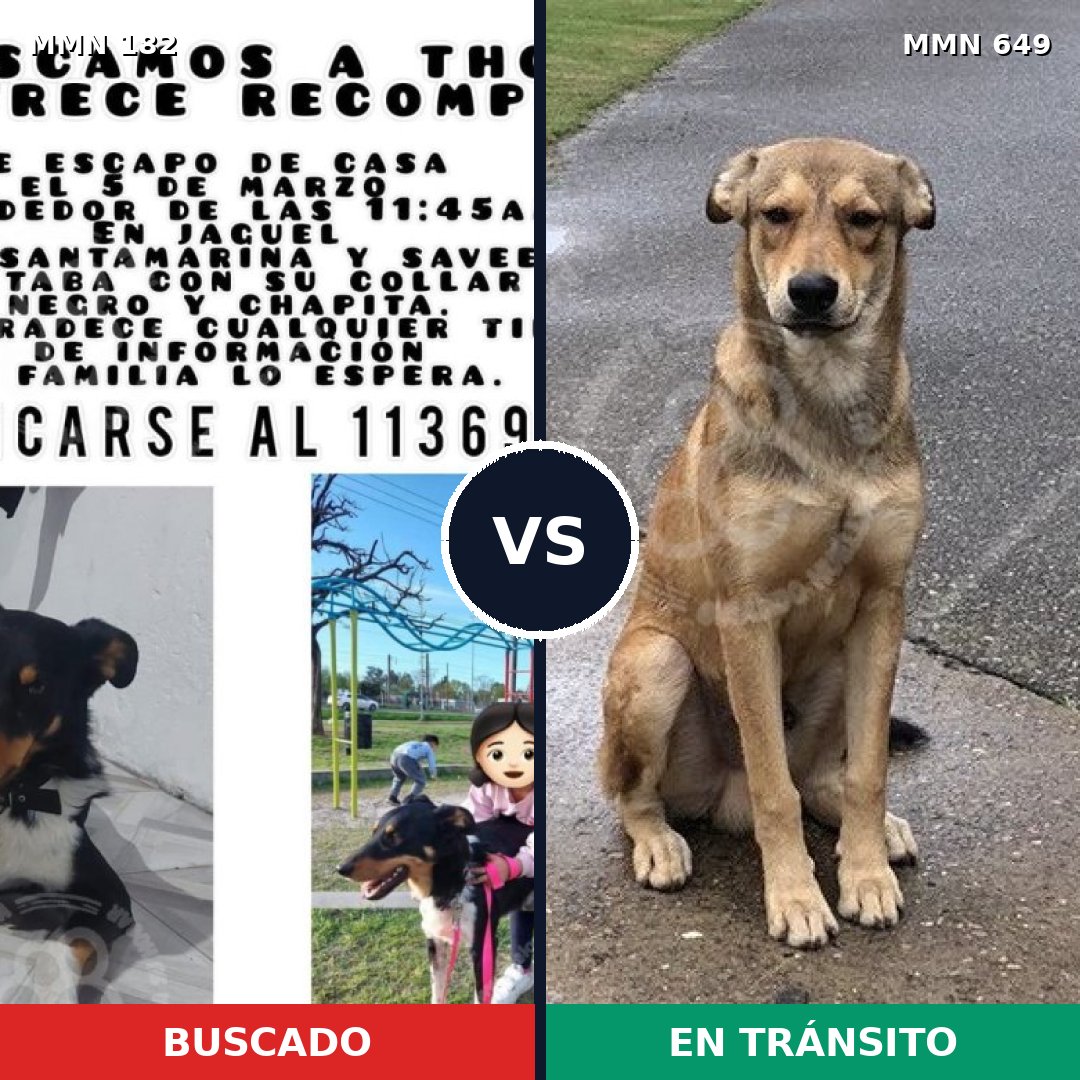 Comparativa MMS 4574: mascota perdida y mascota encontrada, 7% de similitud